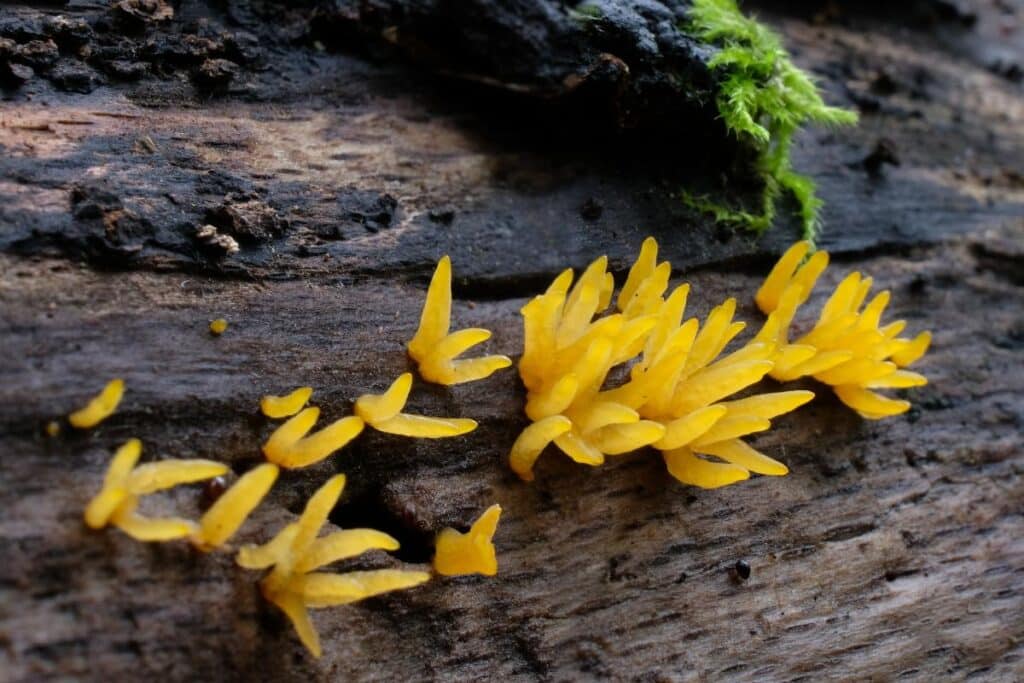 Jelly Finger Fungi: Complete Identification Guide - Mushroom Appreciation