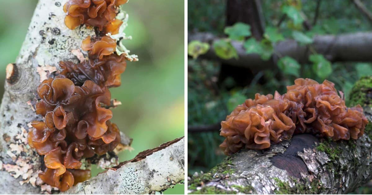 Leafy Brain Fungus: Identification and Edibility - Mushroom Appreciation