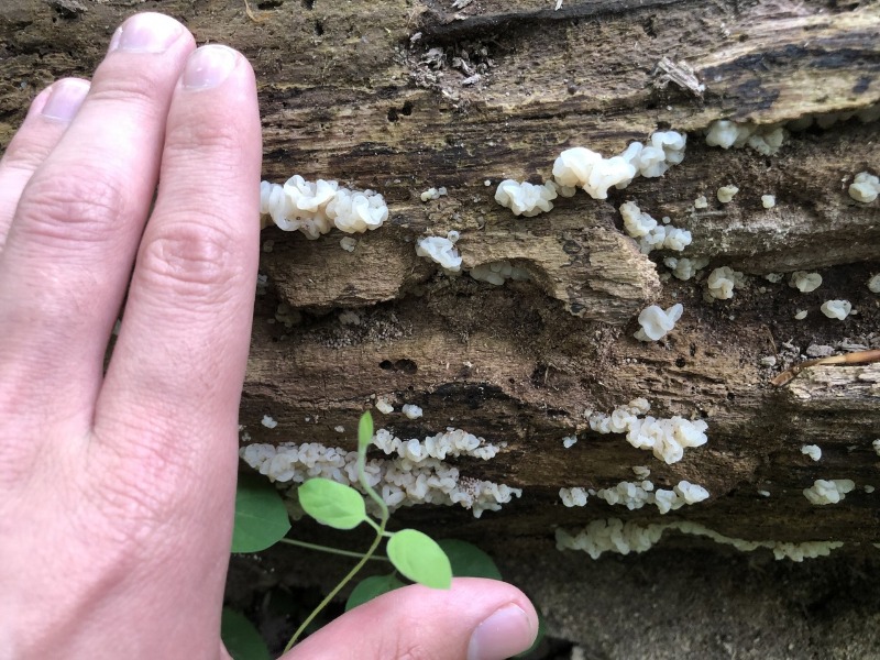 Ductifera pululahuana white jelly fungus