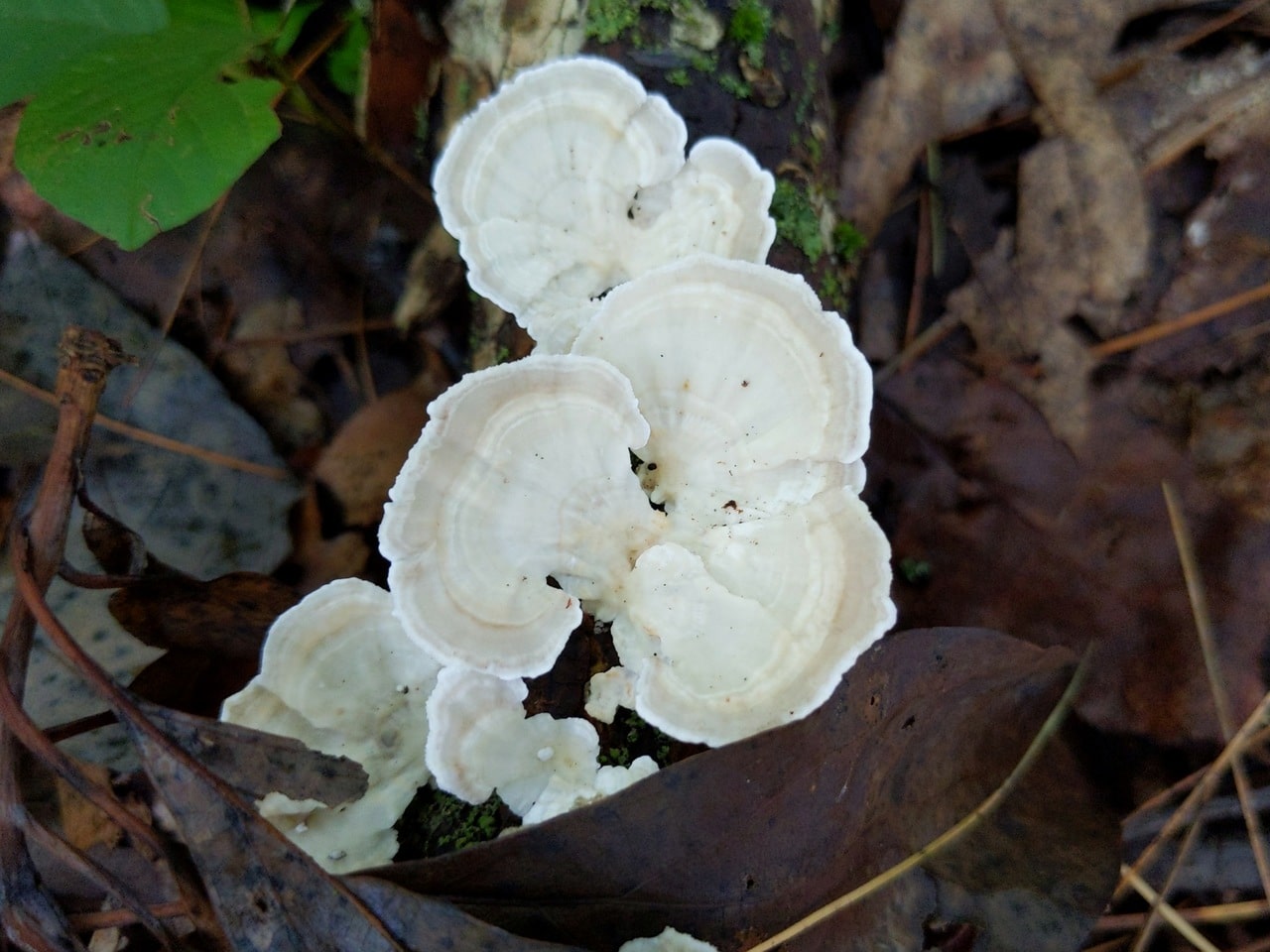 trametes pubescens