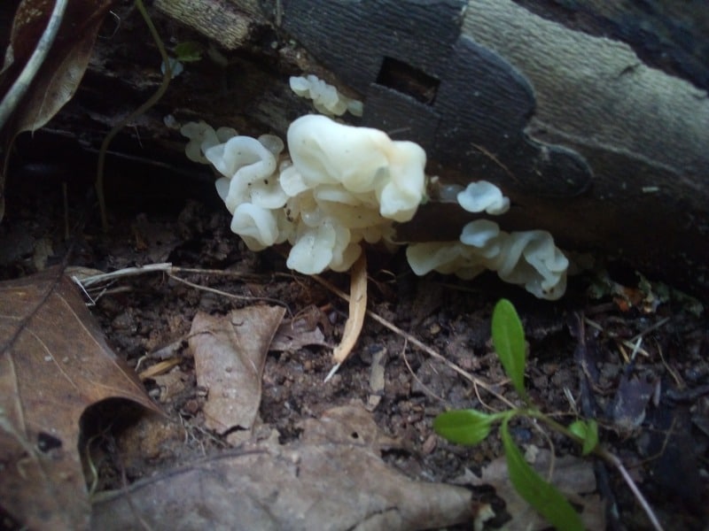 Ductifera pululahuana white jelly fungus