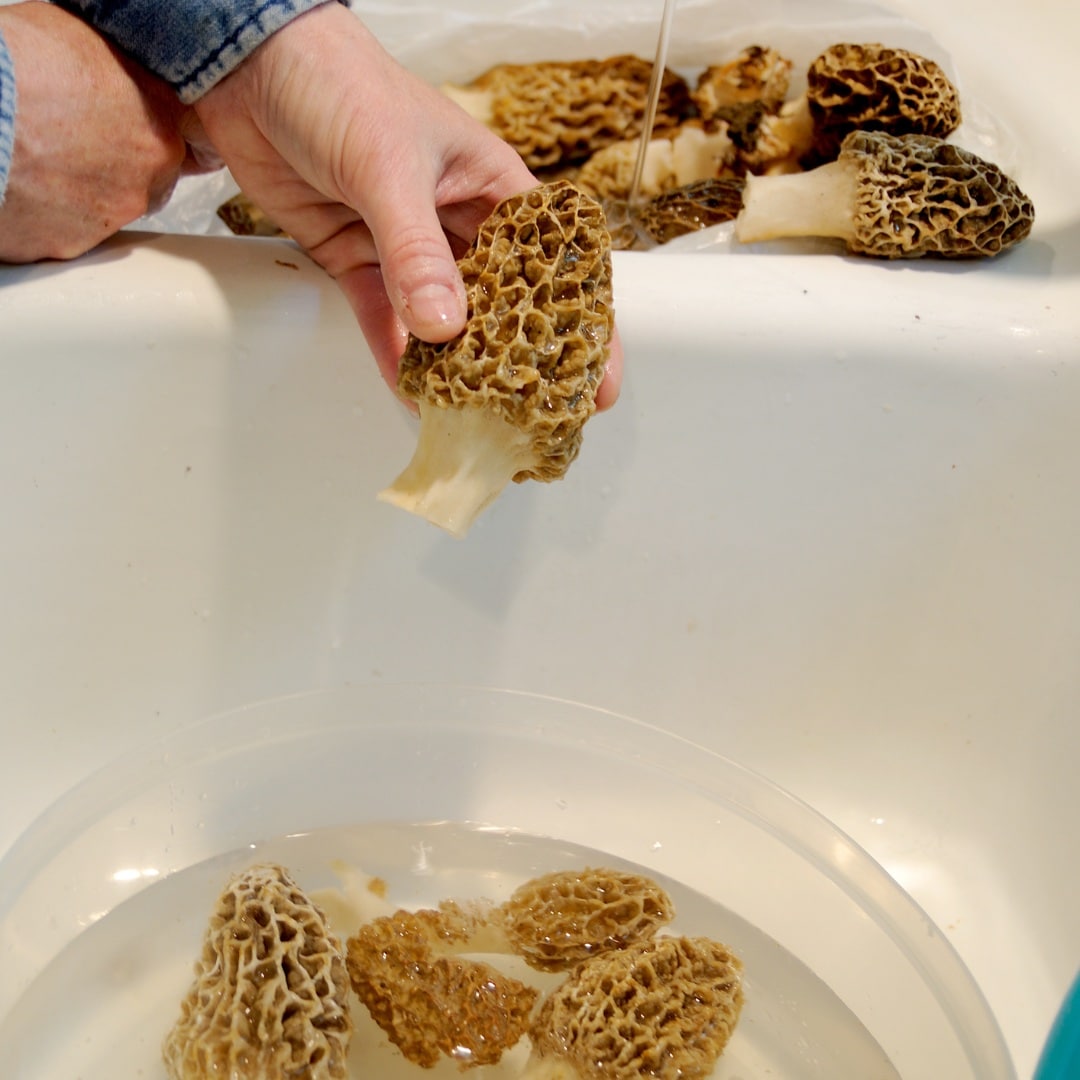 washing morel mushrooms