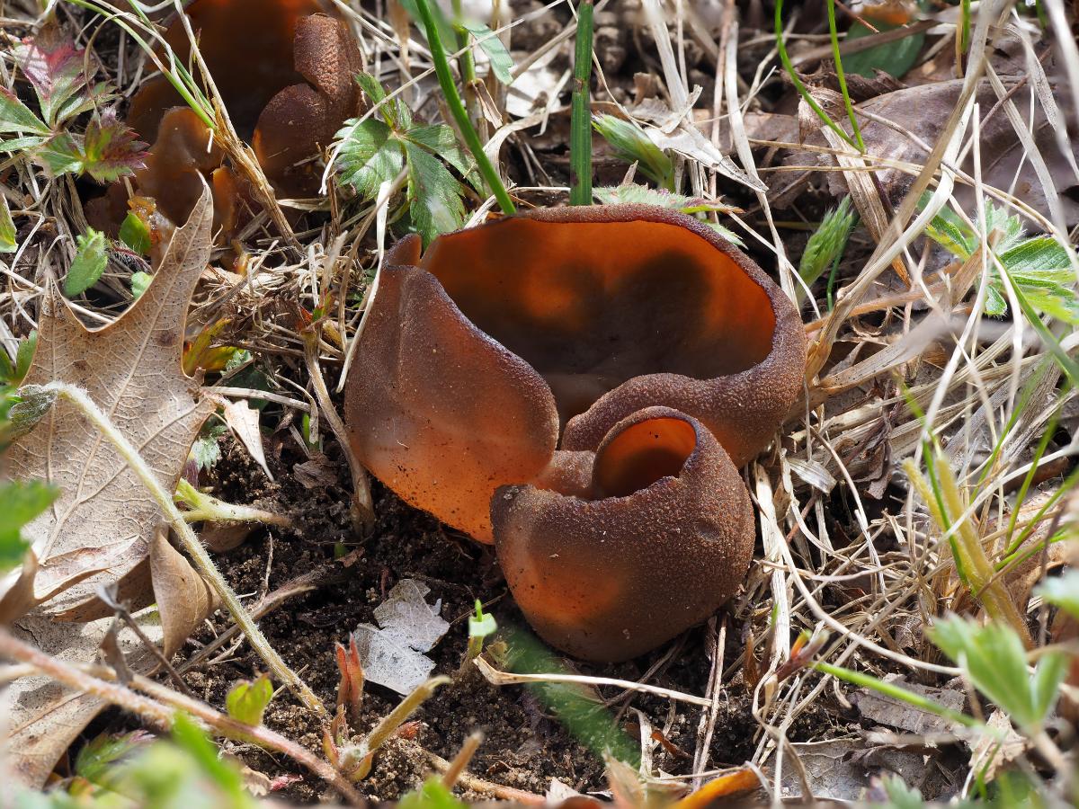 brown cup mushroom