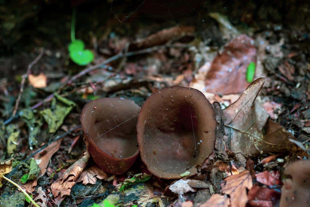 common brown cup mushroom