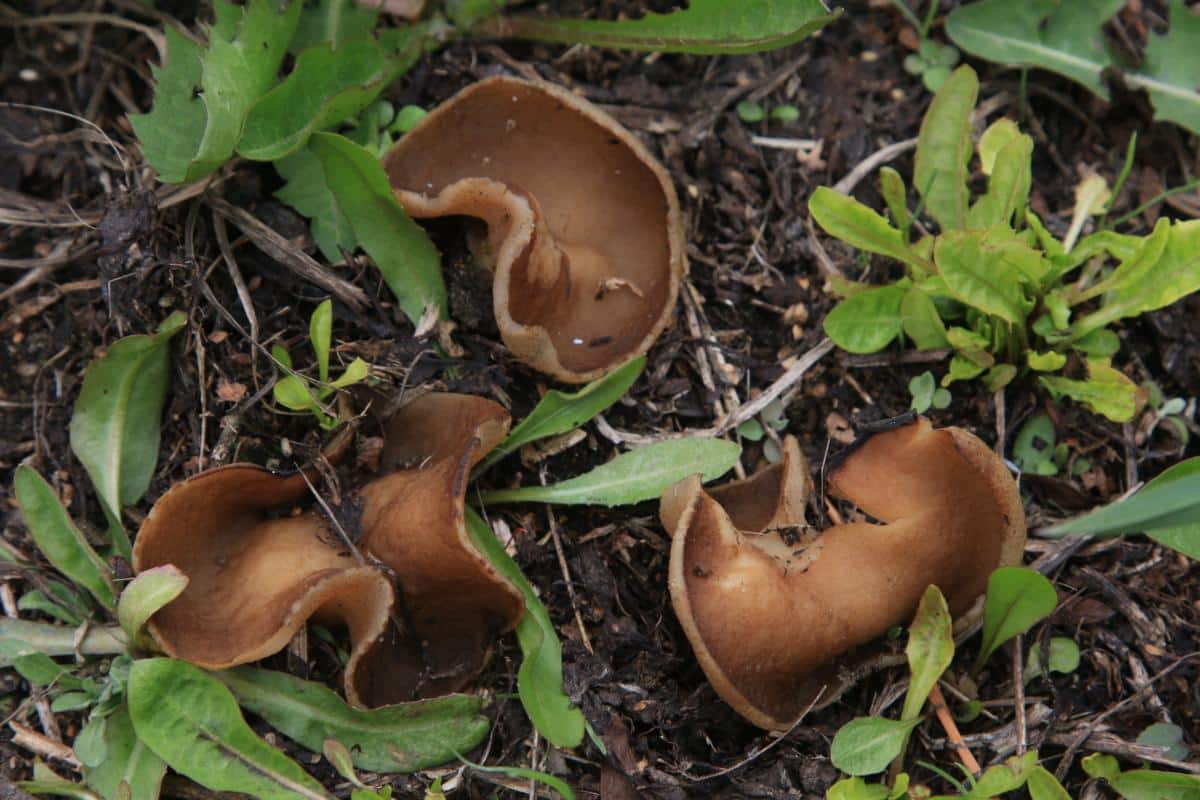 common brown cup mushroom