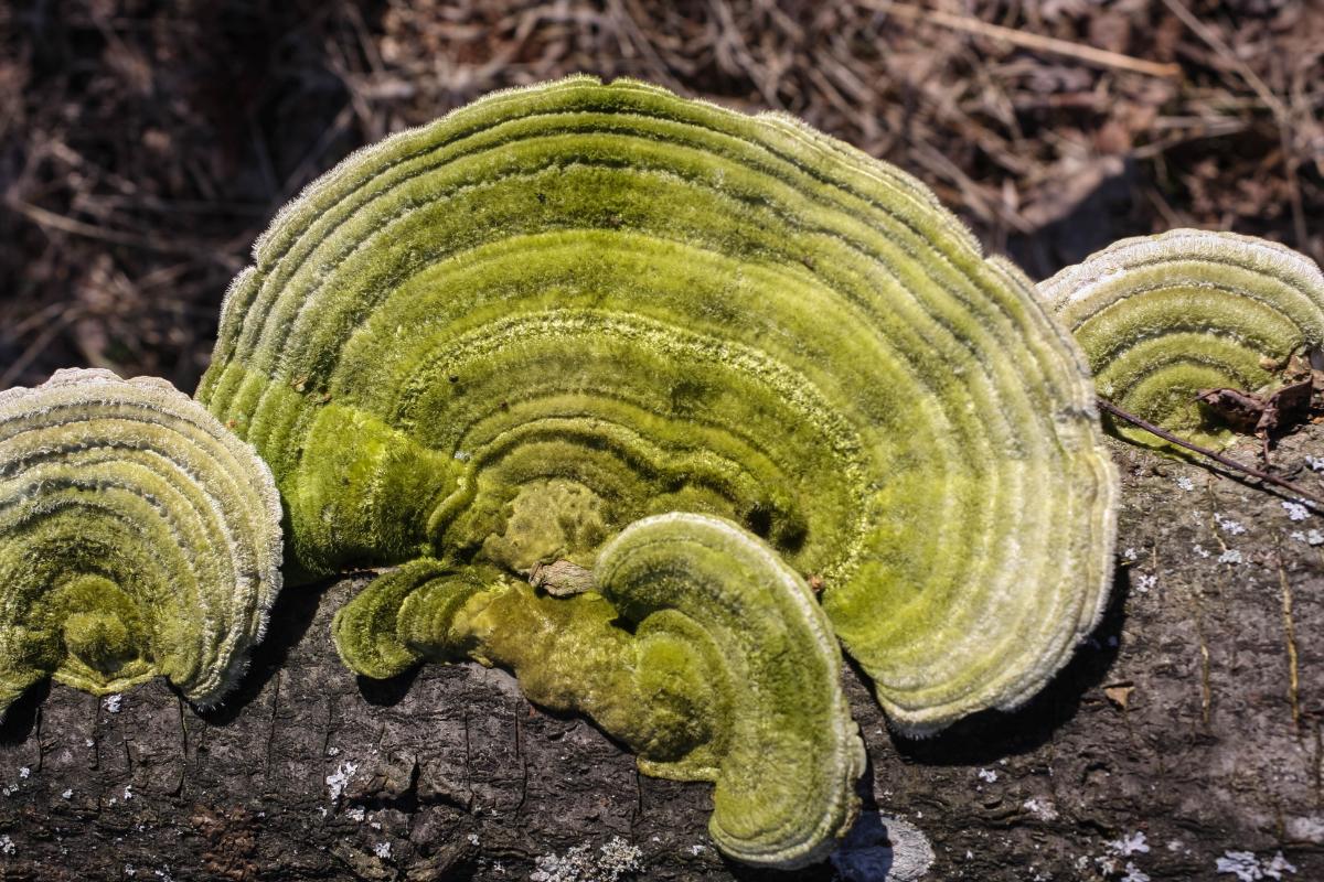 Trametes hirsuta