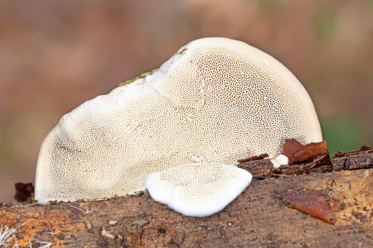 Trametes hirsuta, hairy turkey tail, underside pores