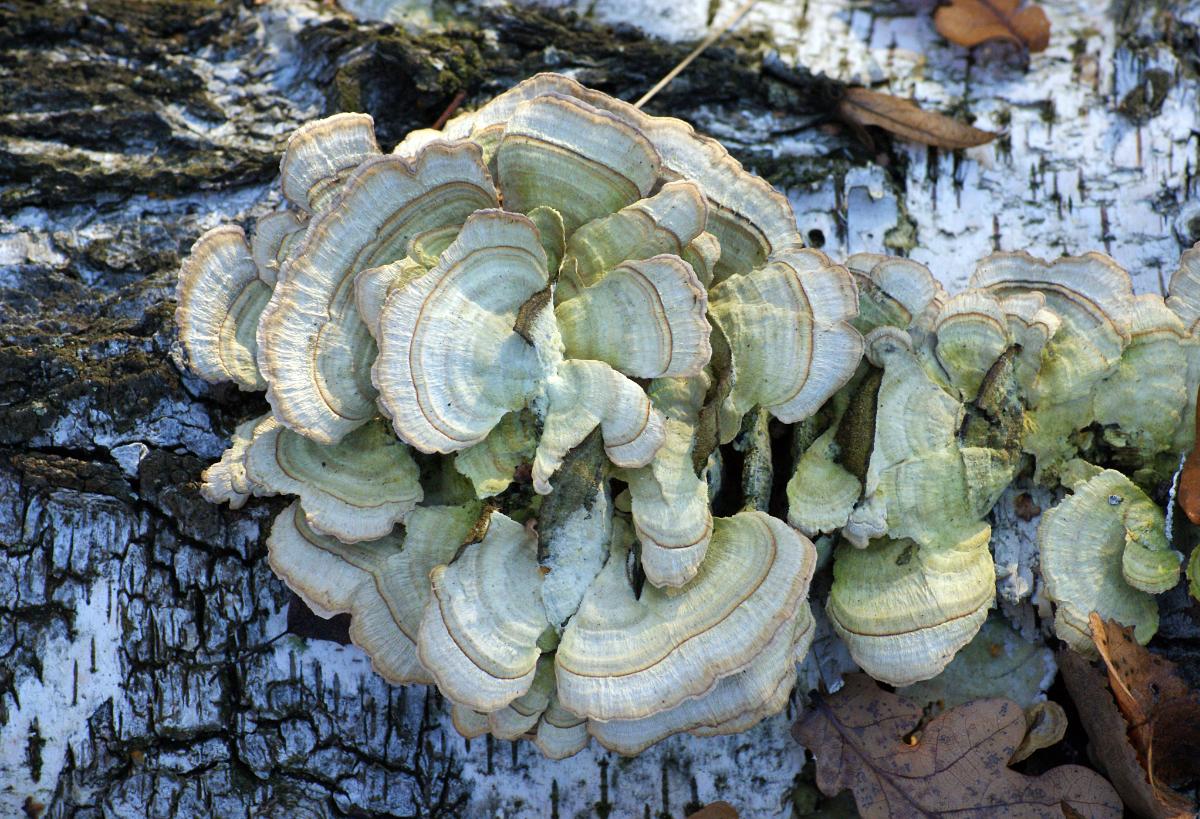 hairy bracket mushrooms