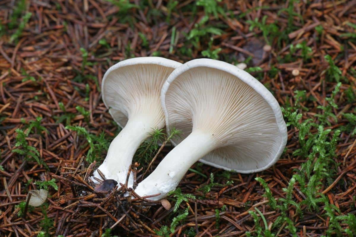 Clitopilus prunulus sweetbread mushroom