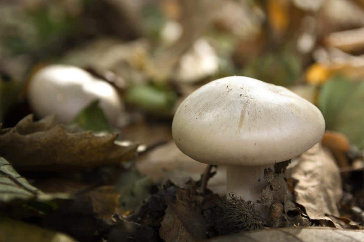 miller mushroom Clitopilus prunulus