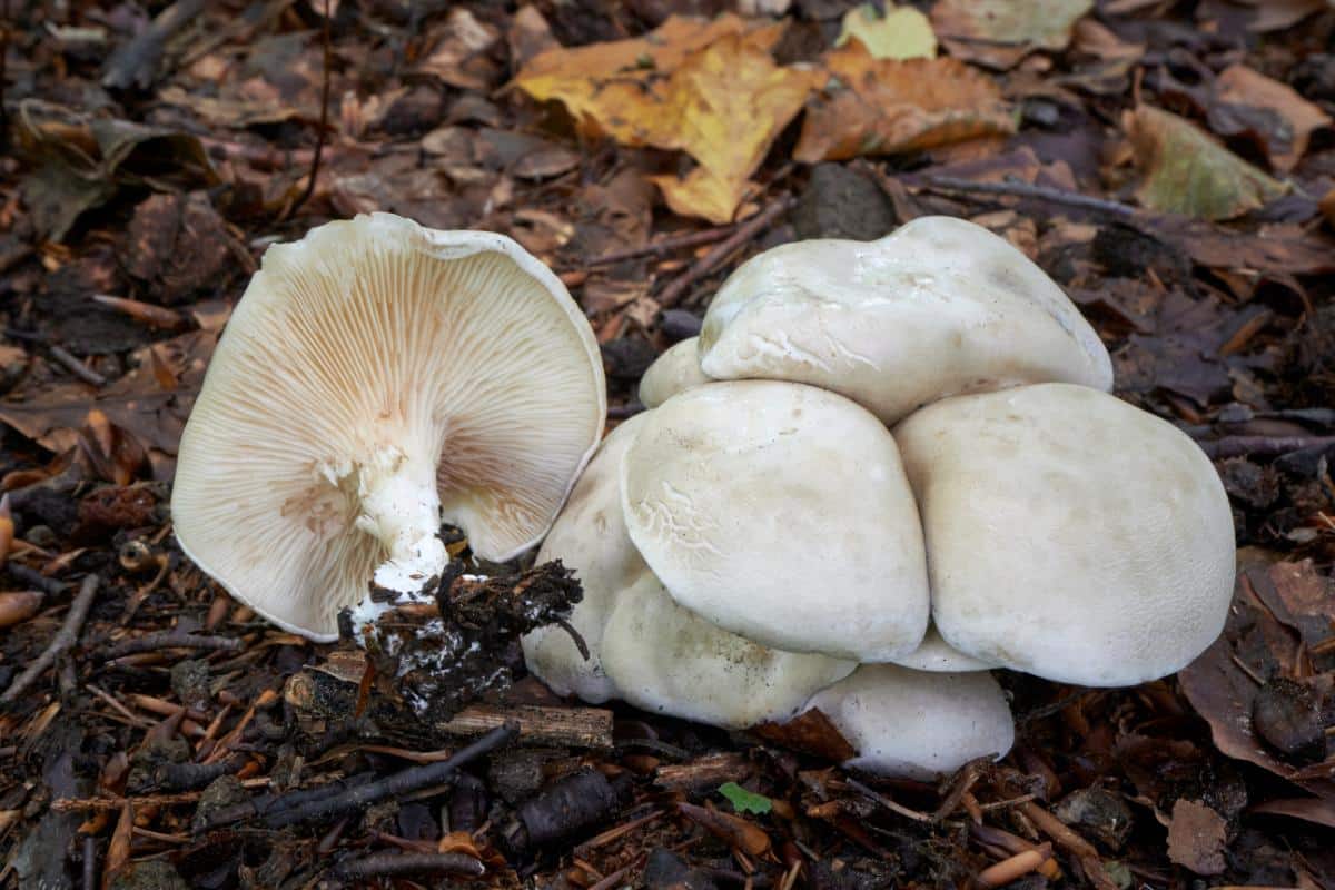 sweetbread mushroom