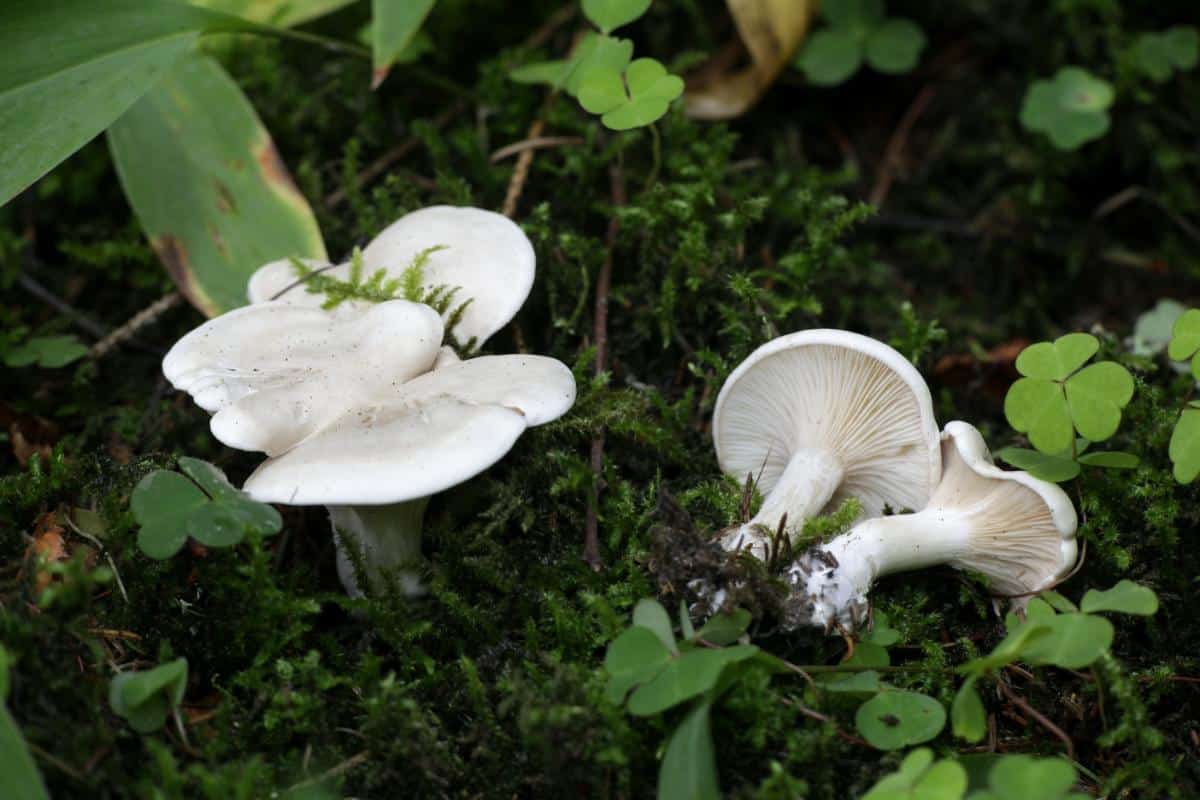 Clitopilus prunulus miller mushroom