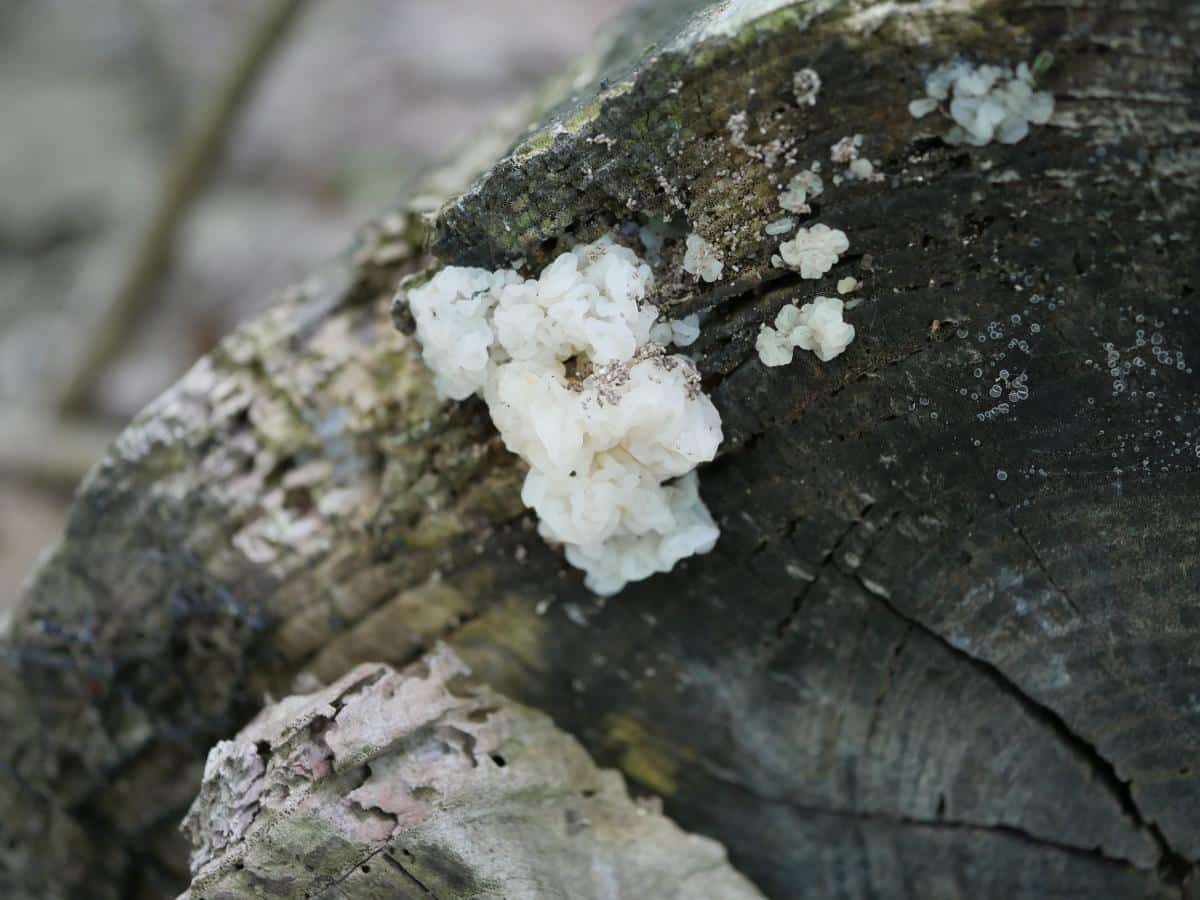 white jelly fungus