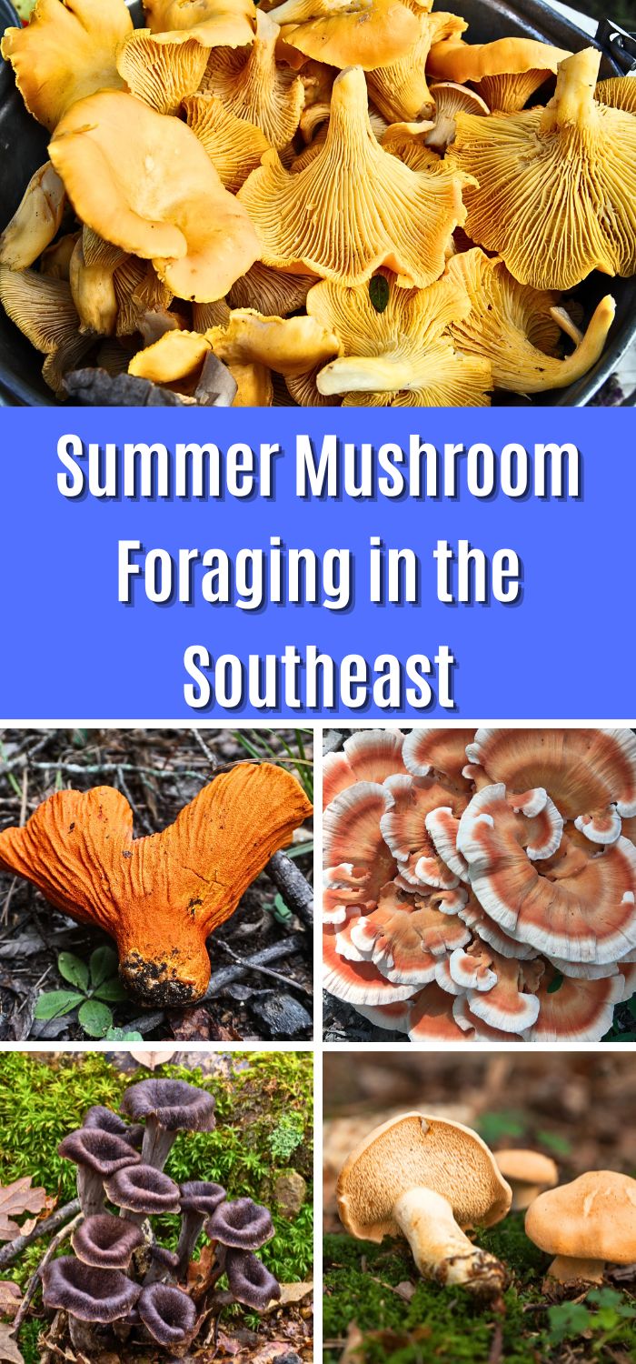 Summer Mushroom Foraging In The Southeast - Mushroom Appreciation