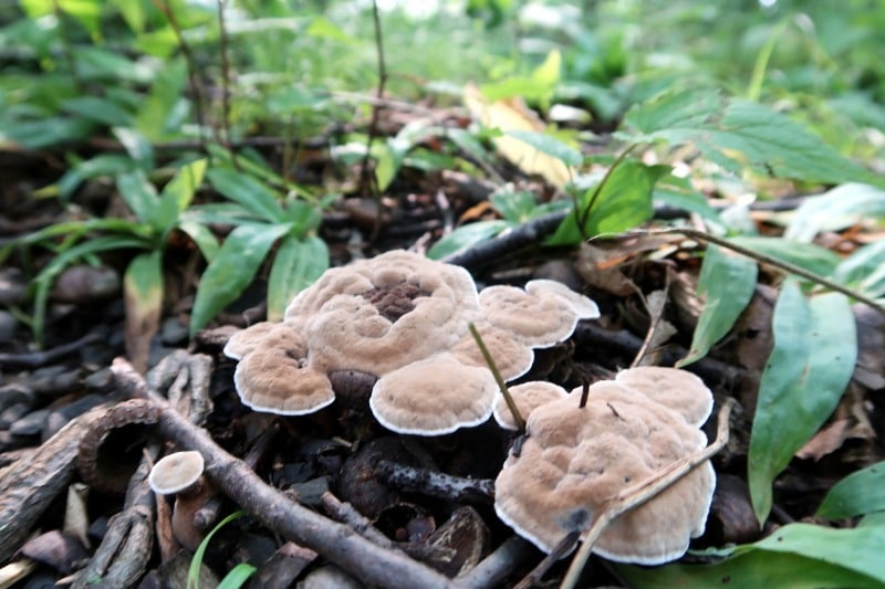 velvet tooth mushroom