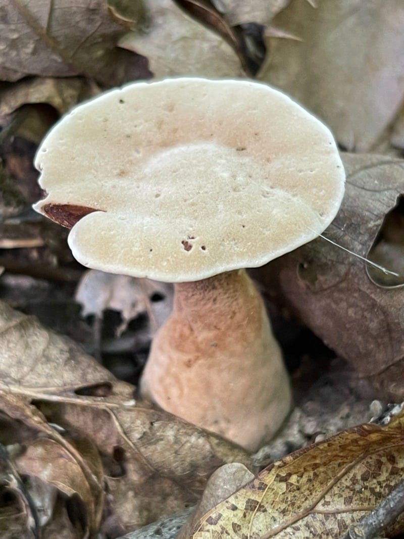 velvet toothed fungus