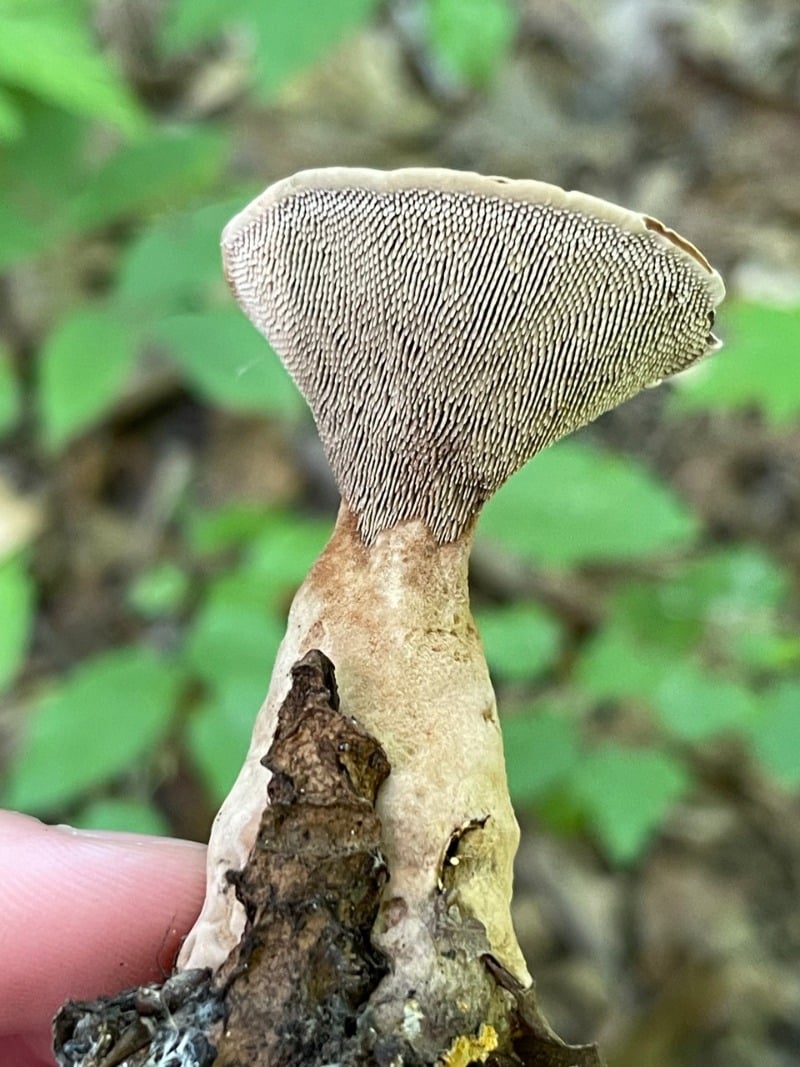 velvet toothed mushroom
