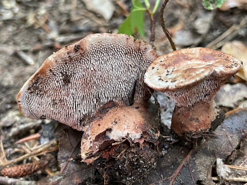 velvet tooth mushroom