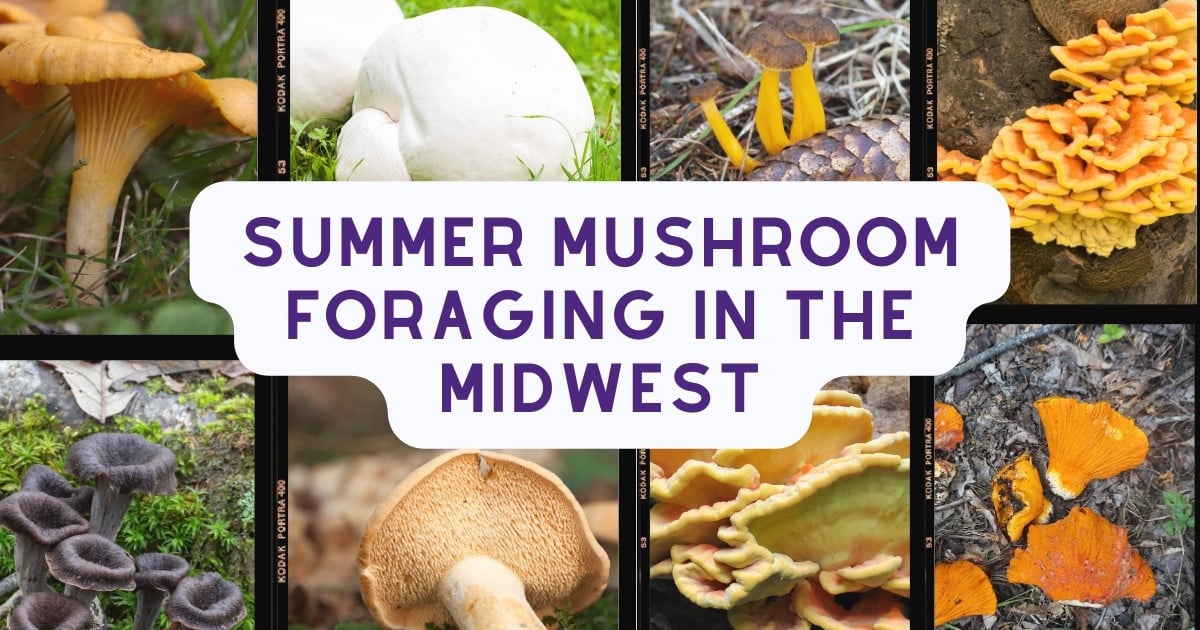 Summer Mushroom Foraging In The Midwest