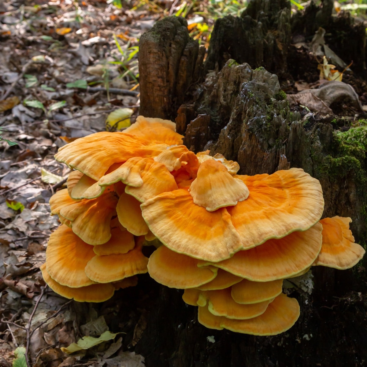 chicken of the woods on a log
