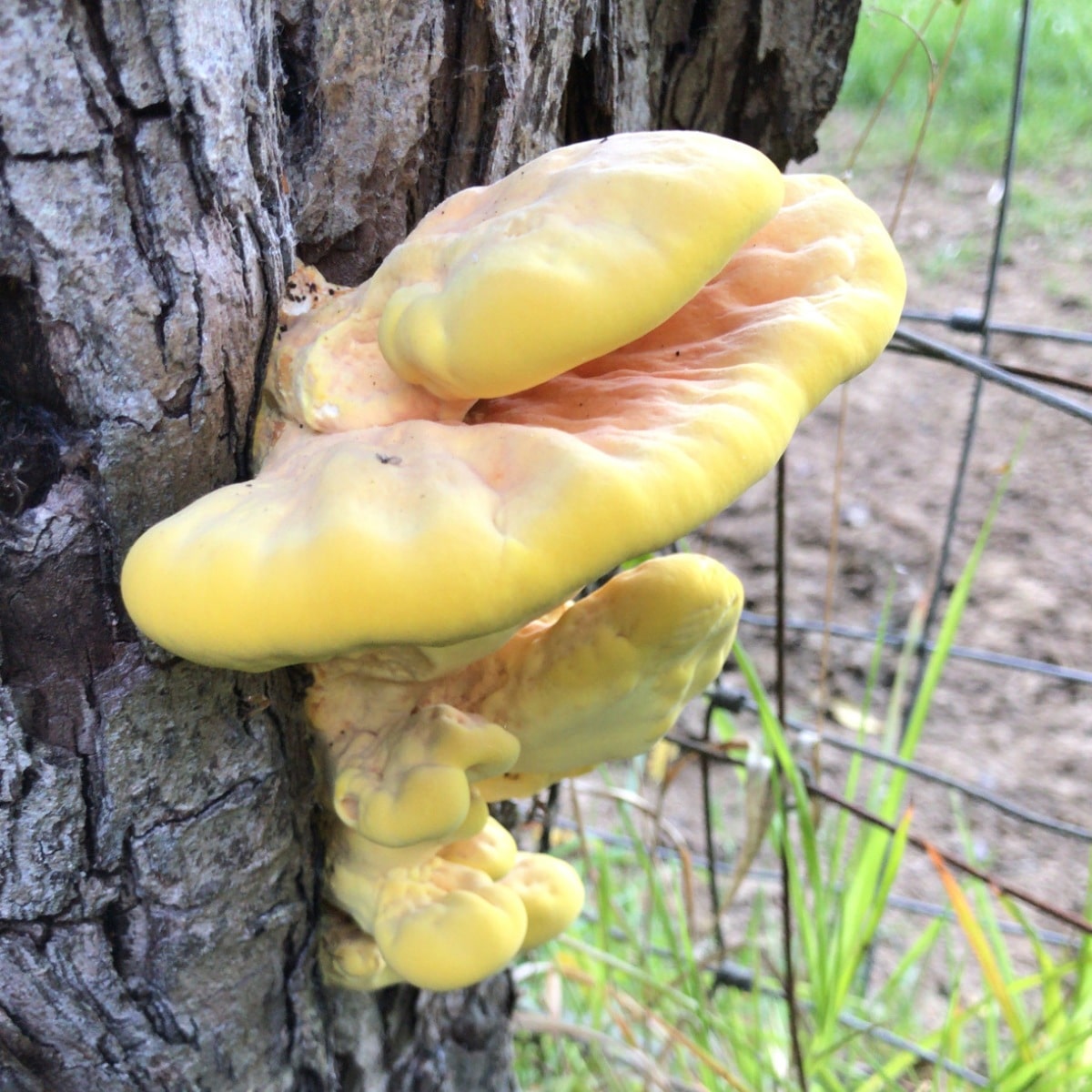 grow chicken of the woods at home