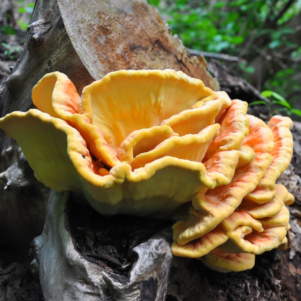 chicken of the woods