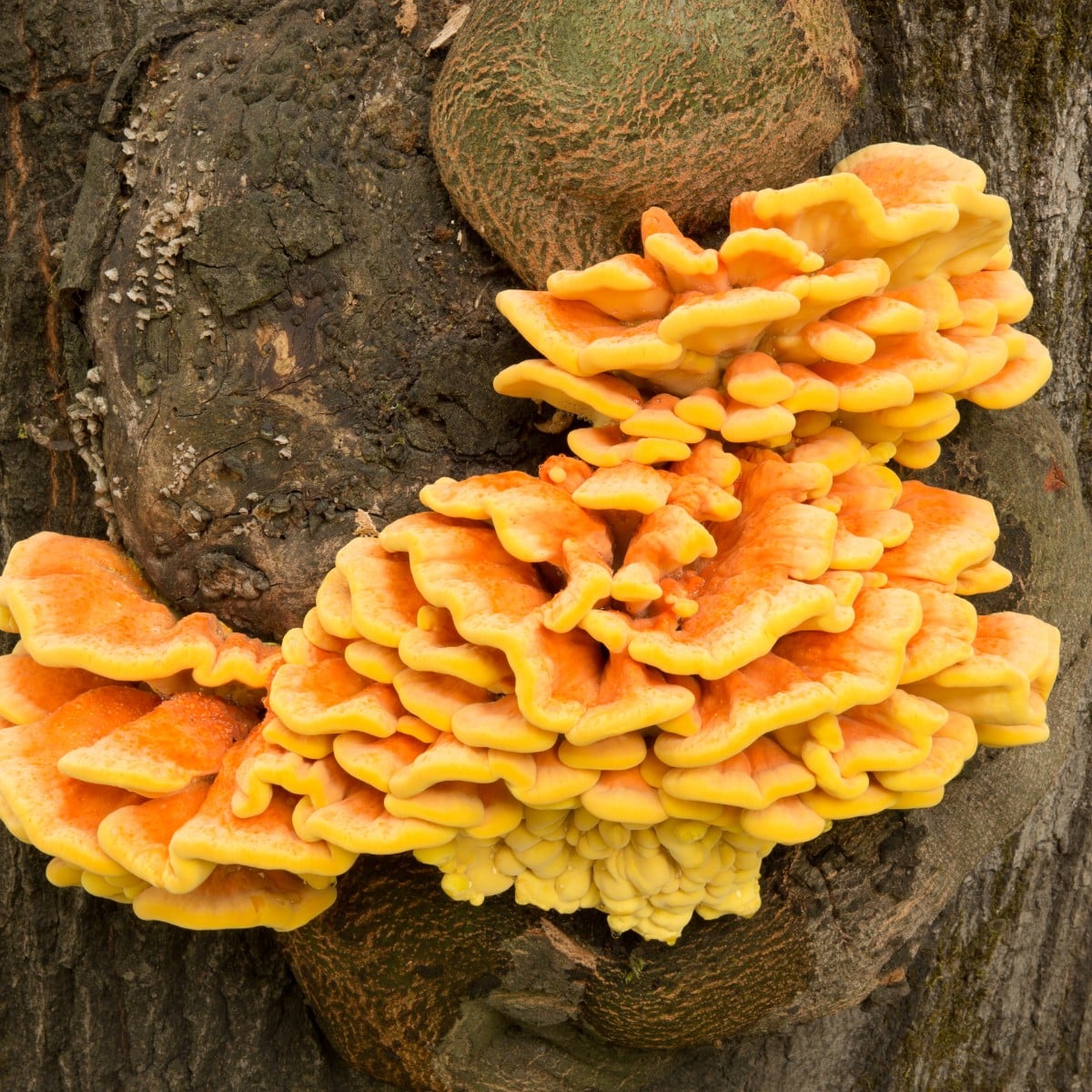 chicken of the woods mushroom