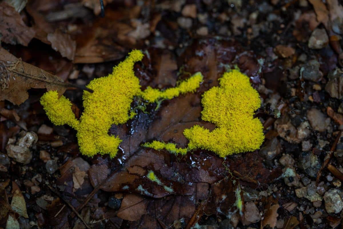 dog vomit slime mold