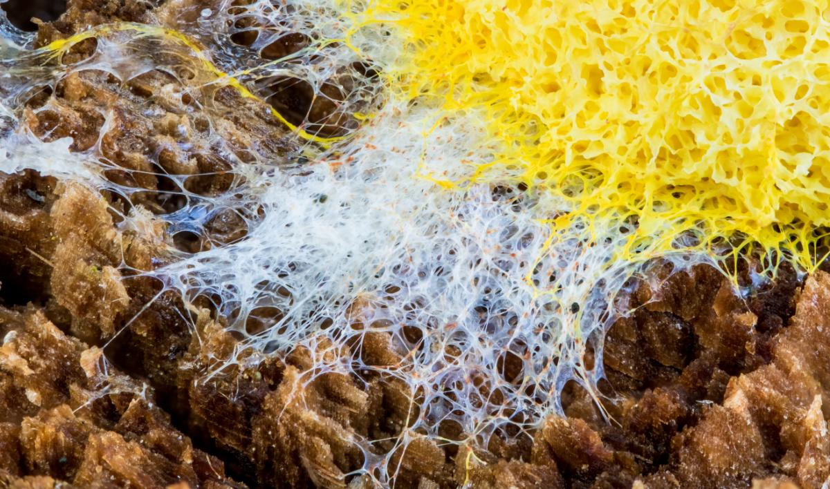 Dog Vomit Slime Mold: Comprehensive Identification Guide