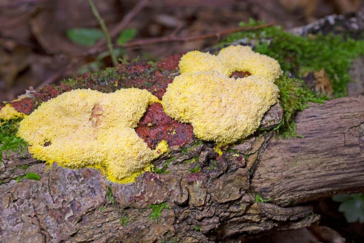 scrambled eggs slime mold