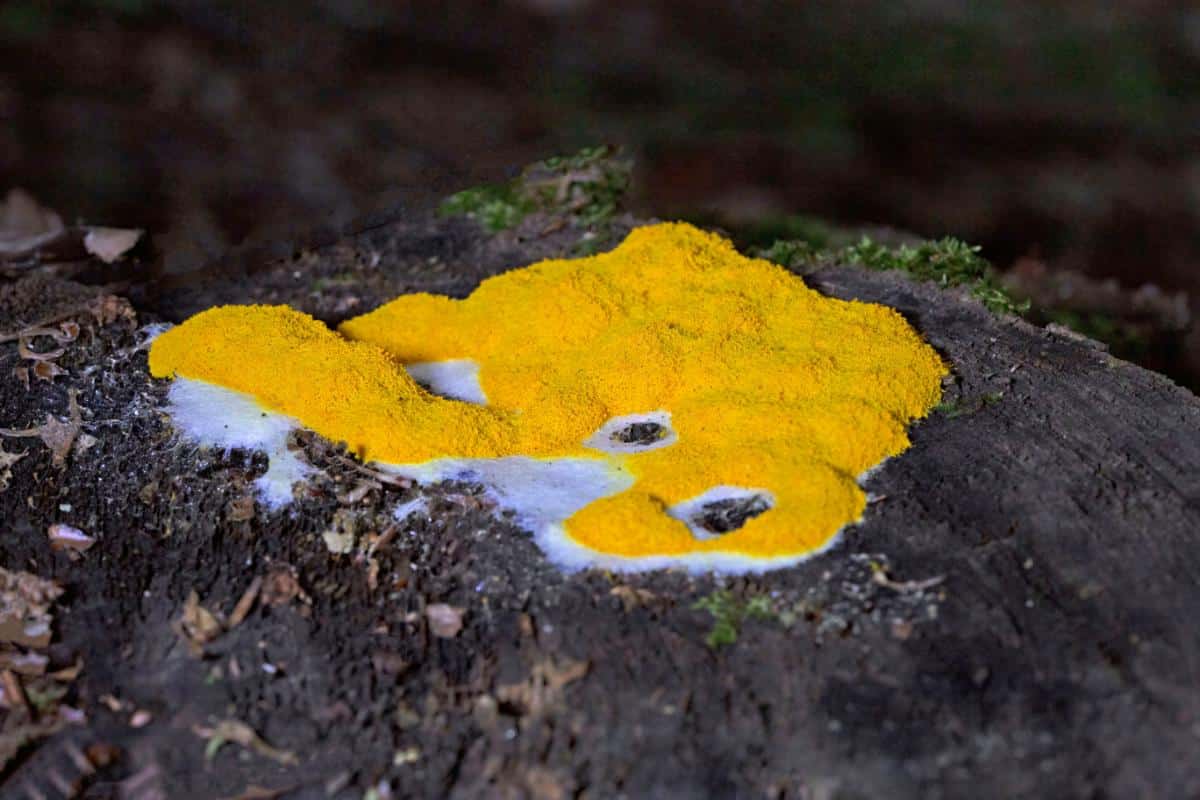 scrambled eggs slime mold