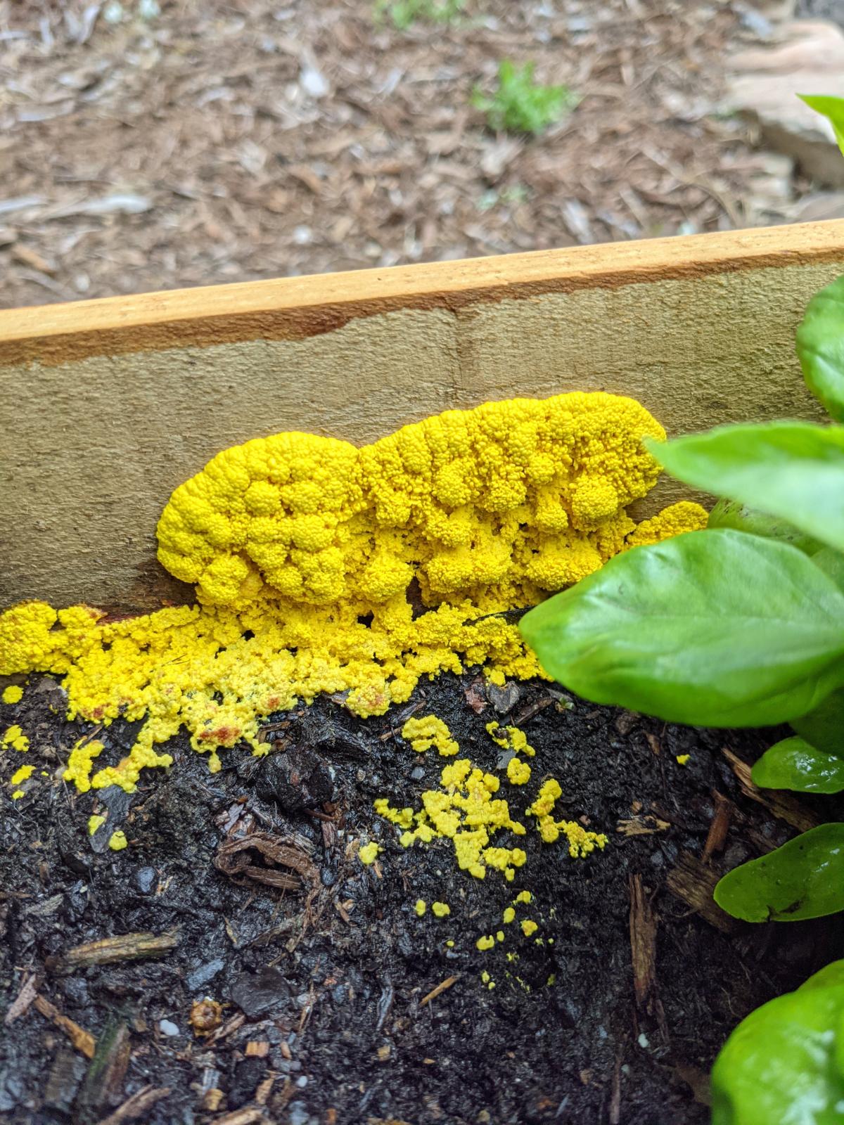 dog vomit slime mold