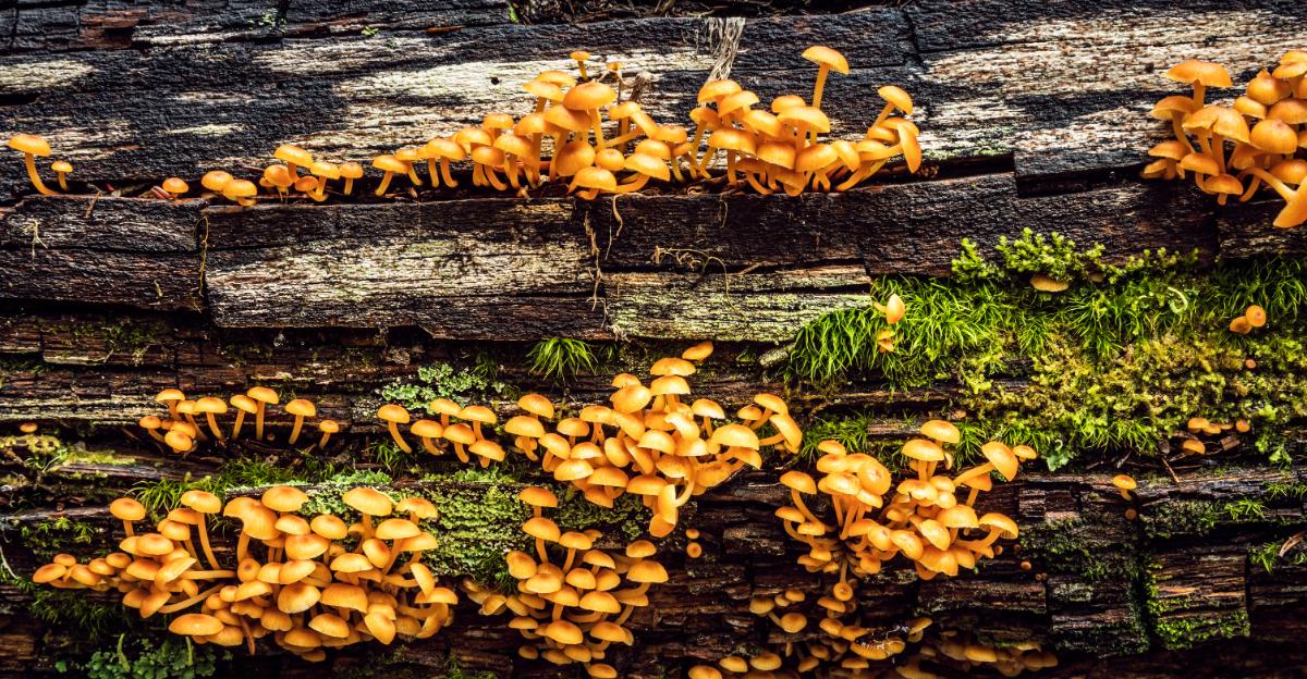 Mycena leaiana