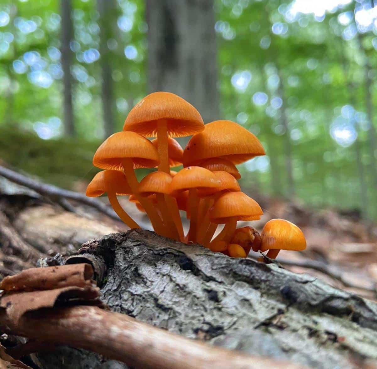 orange mycena