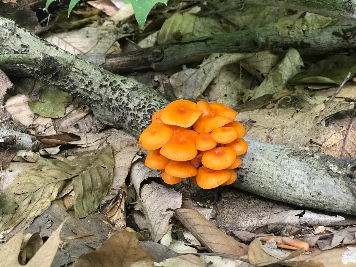 orange mycena