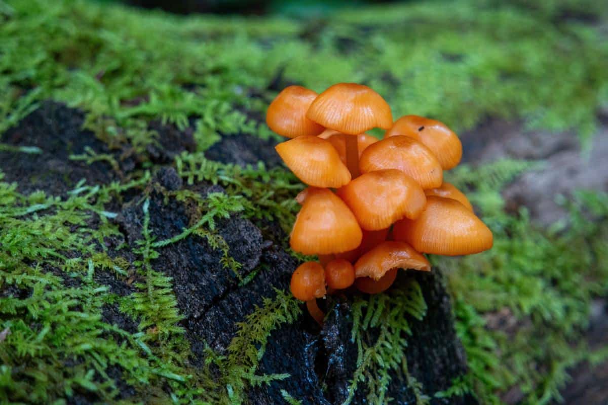 Mycena leaiana