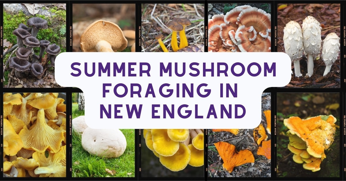 Summer Mushroom Foraging in New England