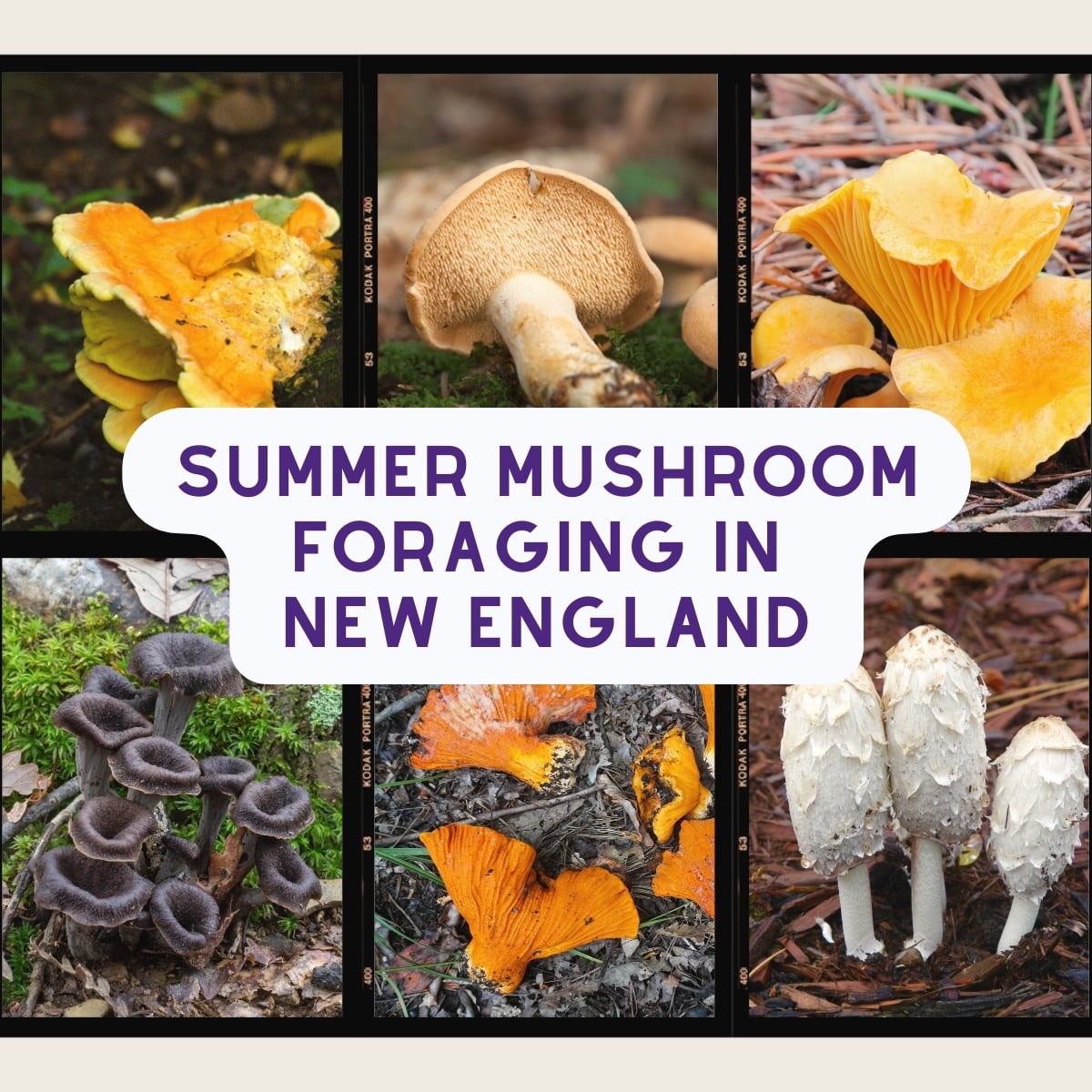 Summer Mushroom Foraging in New England