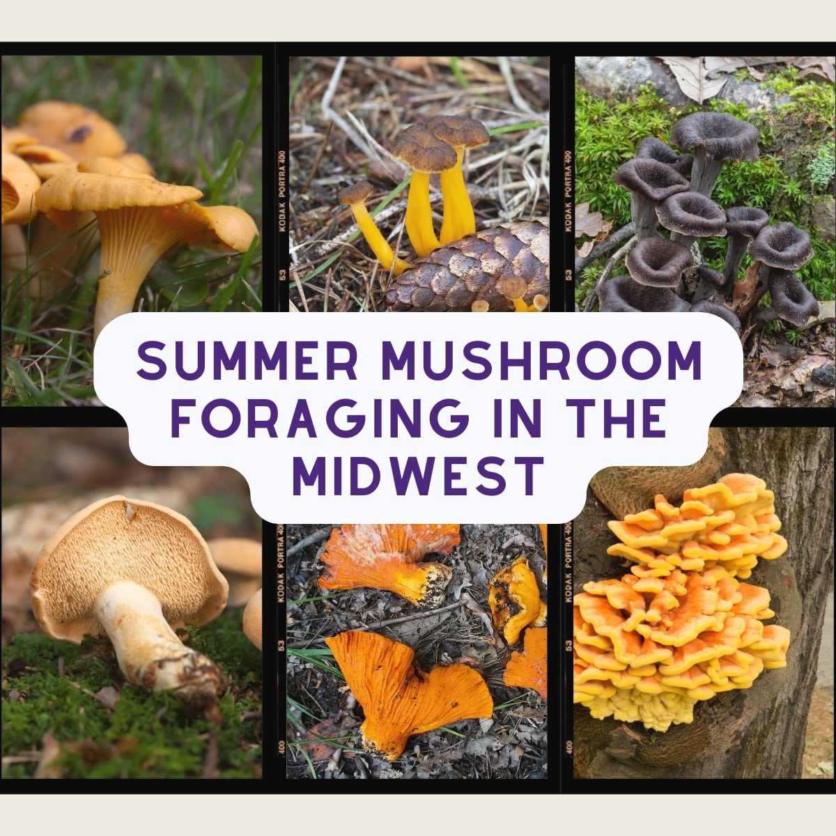 Summer Mushroom Foraging In The Midwest