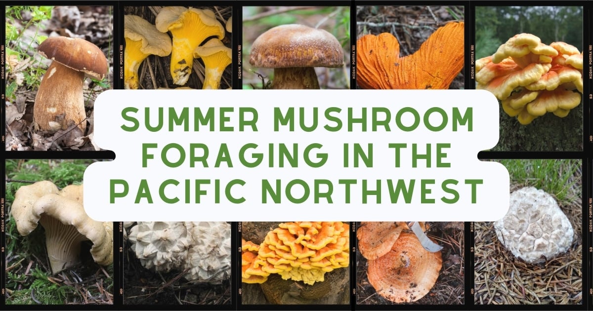 Summer Mushroom Foraging In The Pacific Northwest