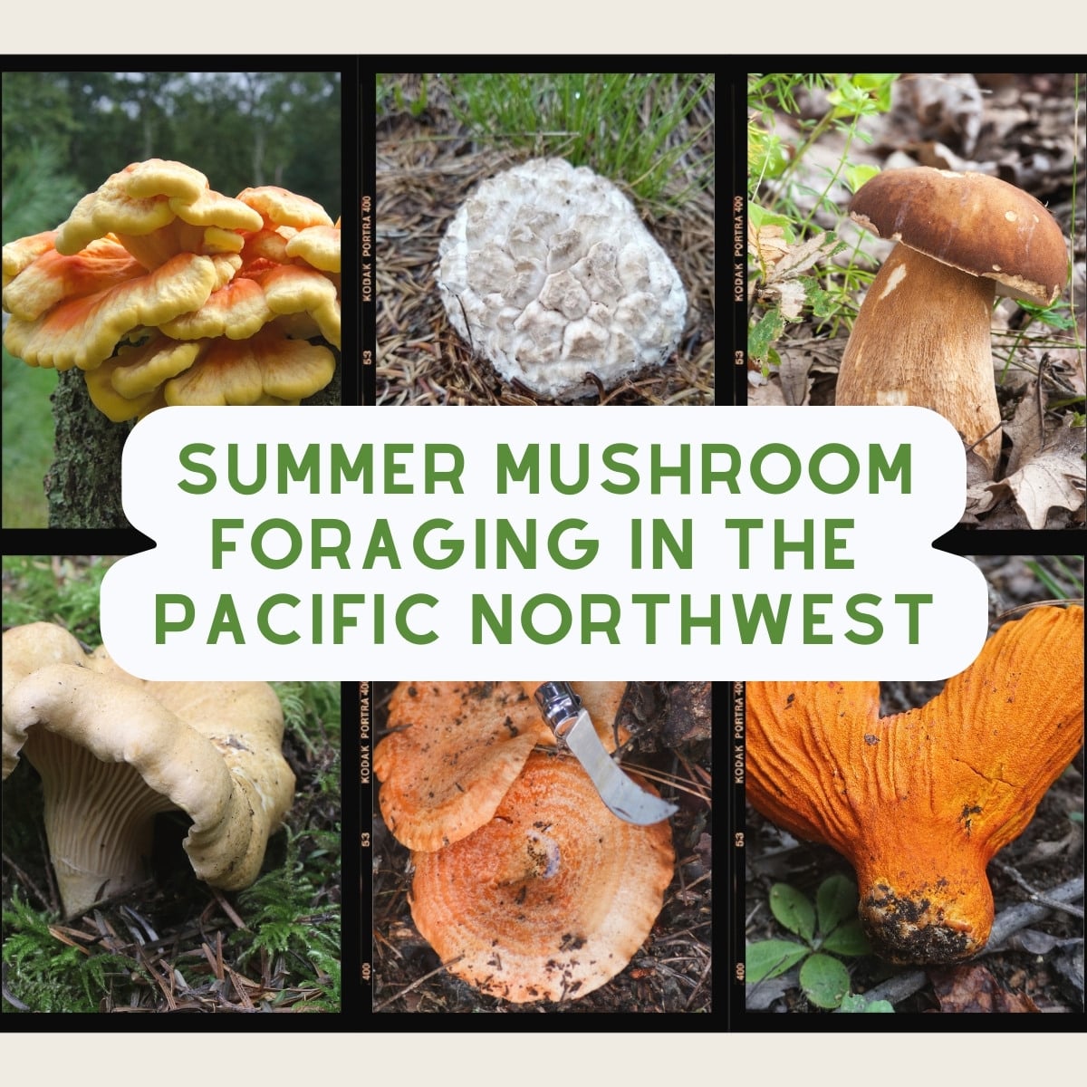 Summer Mushroom Foraging In The Pacific Northwest