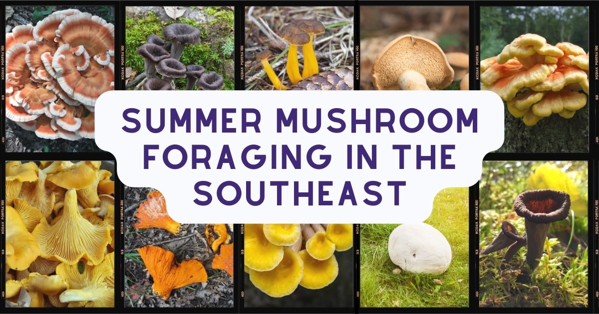 Summer Mushroom Foraging In The Southeast