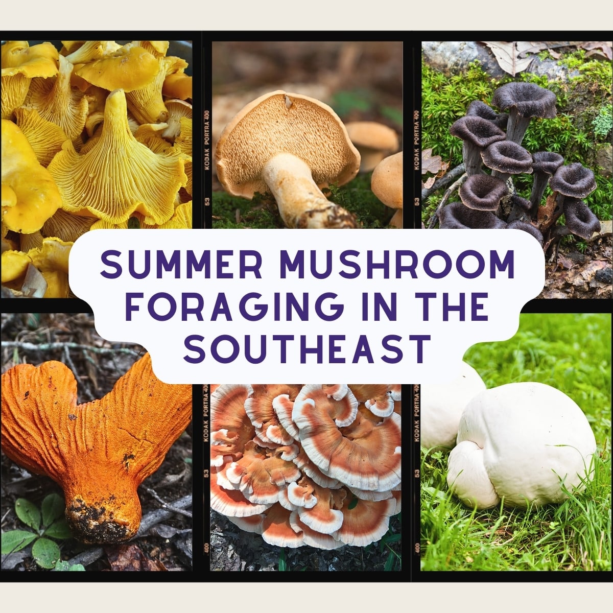 summer mushroom foraging in the southeast