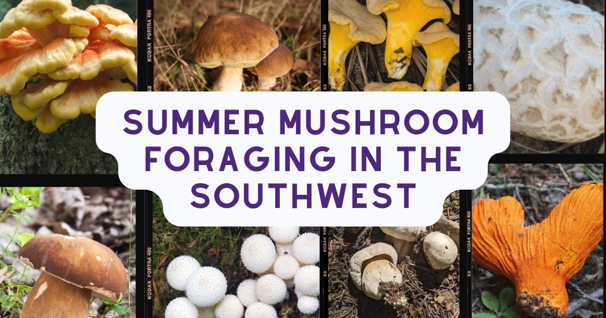 Summer Mushroom Foraging In The Southwest