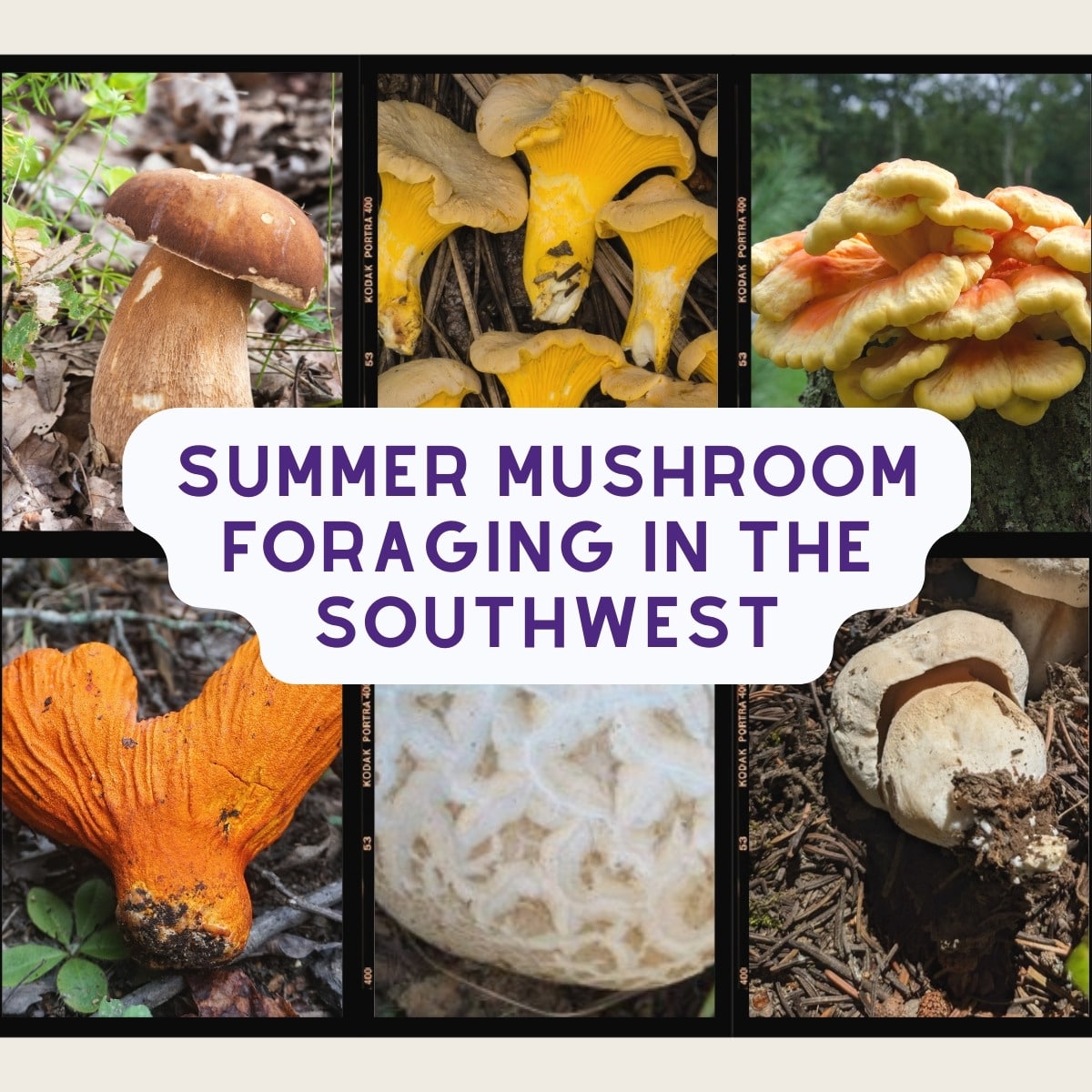 Summer Mushroom Foraging In The Southwest