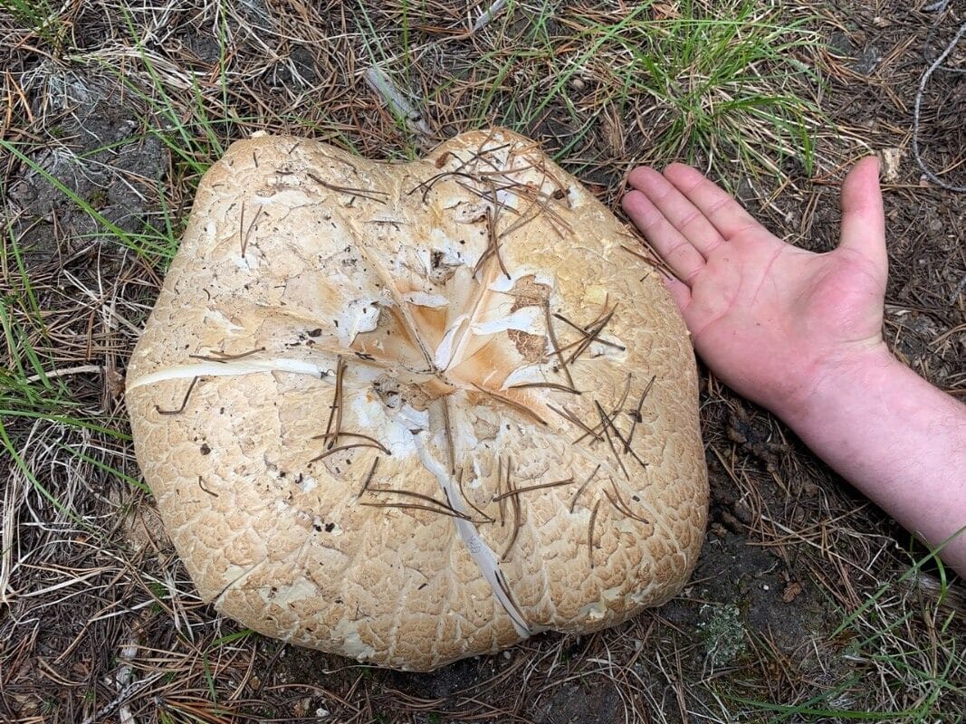 giant sawgill mushroom