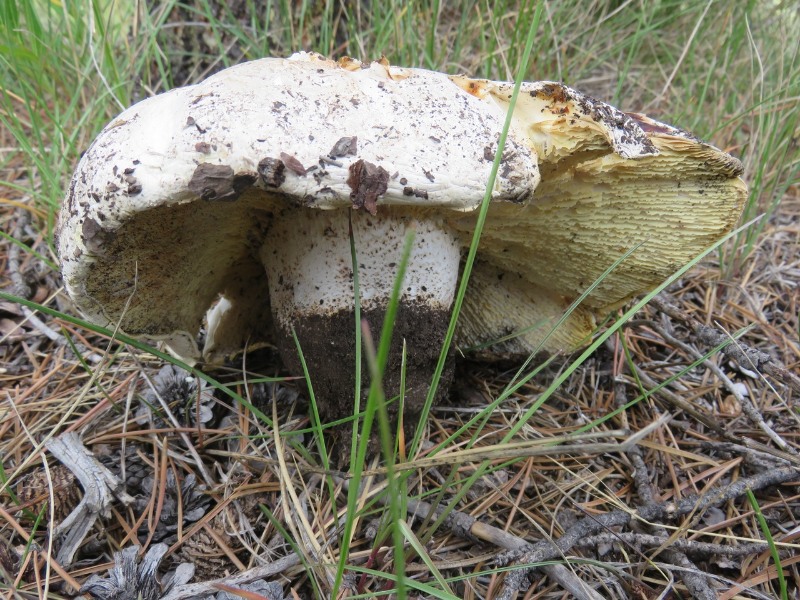 Neolentinus ponderosus