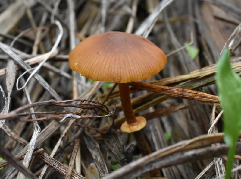 common conecap fungi