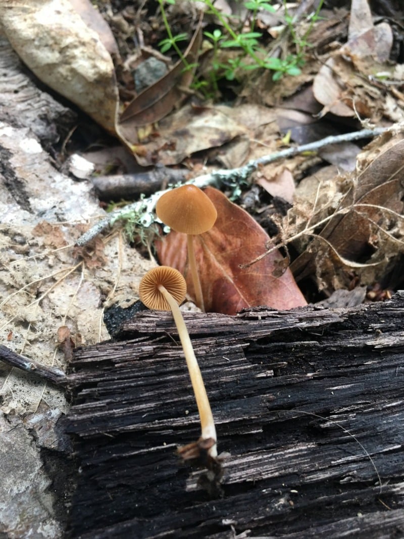 Conocybe tenera