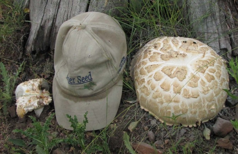 Neolentinus ponderosus